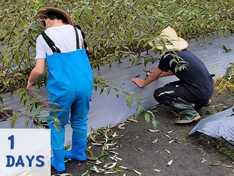 小龍納百福~銀兩採不完-宜蘭1日