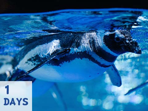 台中海洋館、梧棲啖海鮮1日