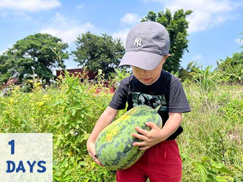 季節限定!夏日賞蓮+瓜田摘西瓜1日
