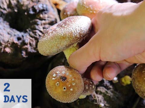 南投歡樂營火+採香菇體驗2日
