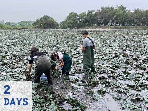 季節限定採菱角+烏山頭水庫風光2日